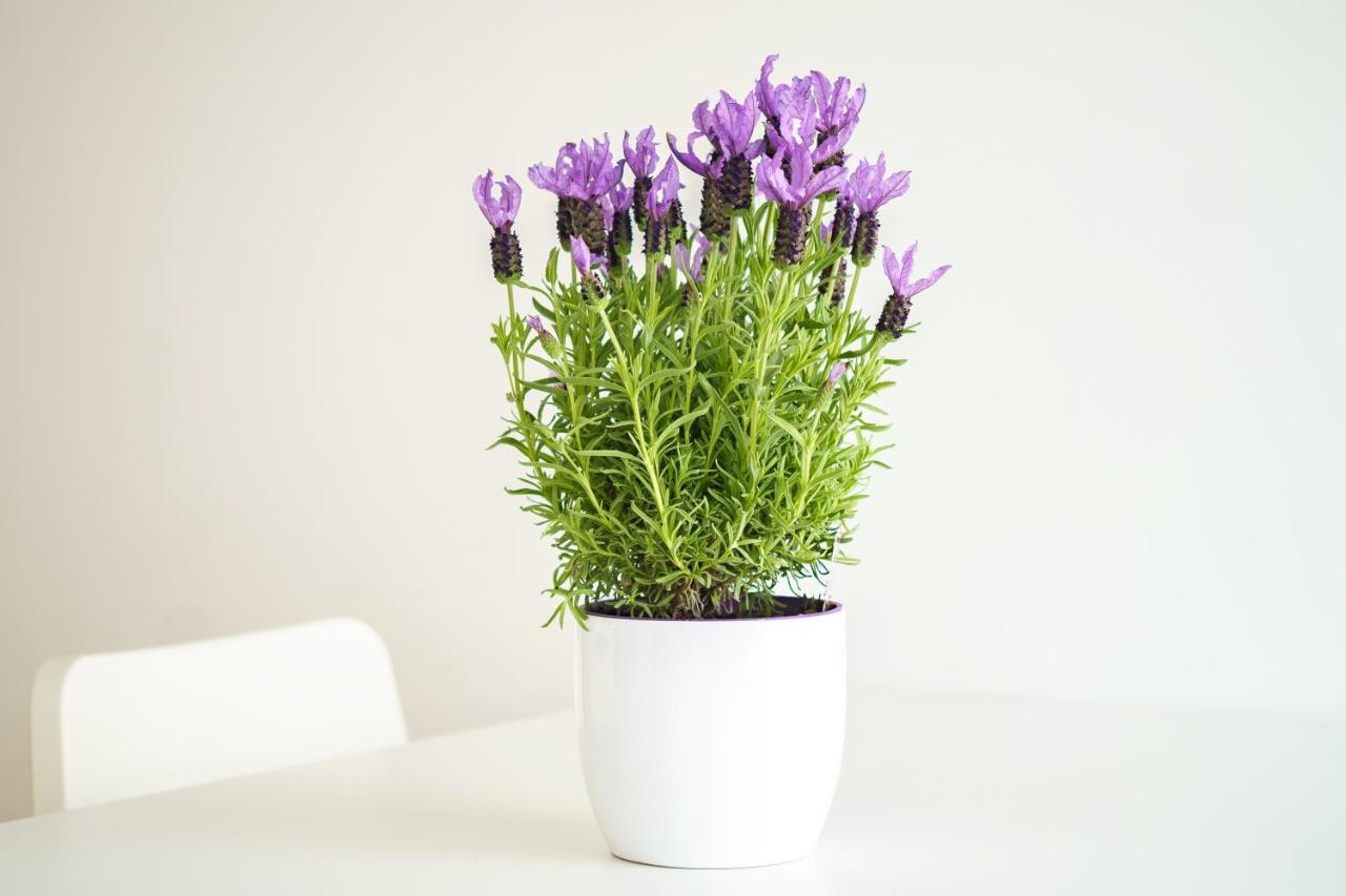 Vienna City Apartments 1140 Виена Екстериор снимка